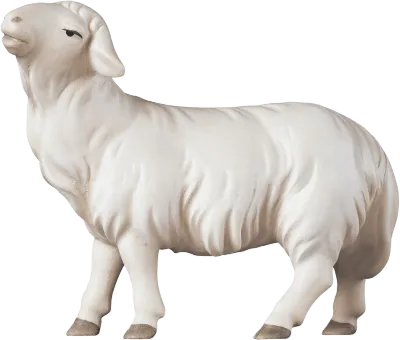 Sheep Looking Head Forward